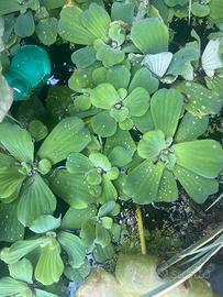 Pistia