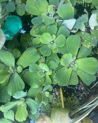 Pistia
