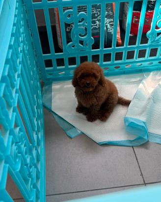 Animali
