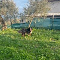 Bovaro del bernese per monta