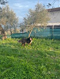 Bovaro del bernese per monta