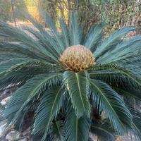 Cycas