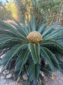 Cycas