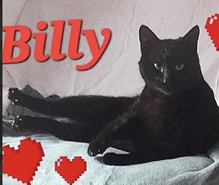 BILLY il gatto cozza