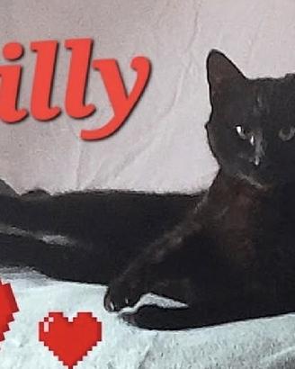 BILLY il gatto cozza