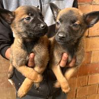 Cuccioli di pastore belga Malinois
