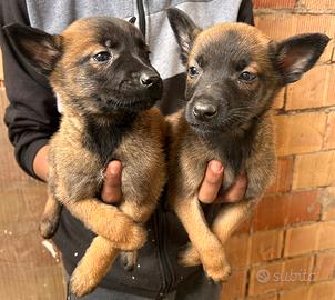 Cuccioli di pastore belga Malinois