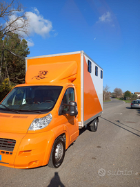 Van trasporto animali vivi