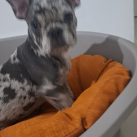 Bulldog francese esotico