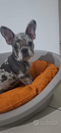 Bulldog francese esotico