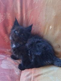 Allevamento Passion Lynx Maine Coon