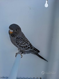 Cocorite faccia nera