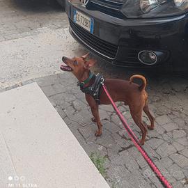 Accoppiamento Pinscher Nano Maschio Rosso  