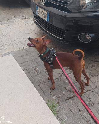 Accoppiamento Pinscher Nano Maschio Rosso  