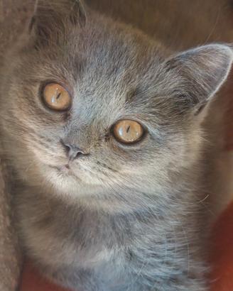 Adorabili gattini British shortair 
