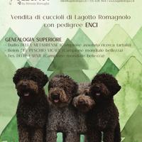 Cuccioli Lagotto Romagnolo
