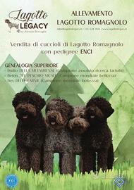 Cuccioli Lagotto Romagnolo