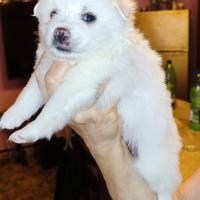 Cuccioli Spitz nano