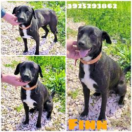 Finn cucciolo tg.media contenuta in adozione