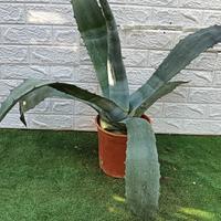 pianta agave americana blu 