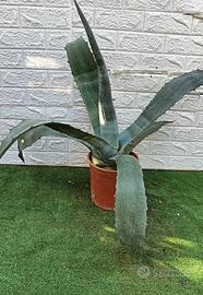 pianta agave americana blu 