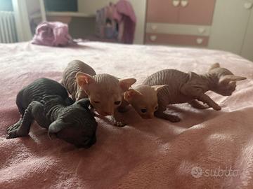 Cuccioli di Sphynx
