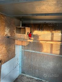 Pappagallo Rossella Pennat adulto