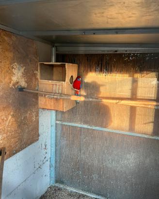 Pappagallo Rossella Pennat adulto