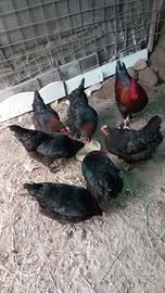 Marans