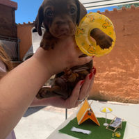 Cuccioli di bassotto con pedigree