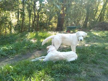 Cuccioli Pastore della Sila e Labrador