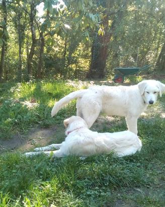 Cuccioli Pastore della Sila e Labrador