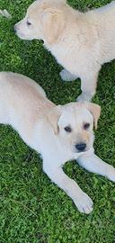 Cucciolo labrador