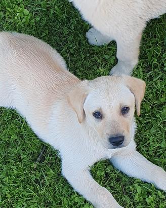 Cucciolo labrador