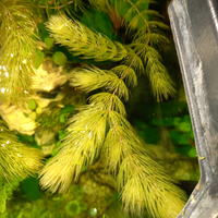 Ceratophyllum demersum pianta galleggiante