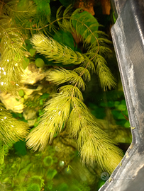 Ceratophyllum demersum pianta galleggiante