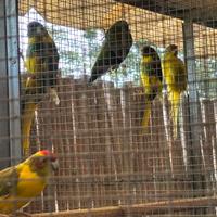 Kakariki è Calopsiti