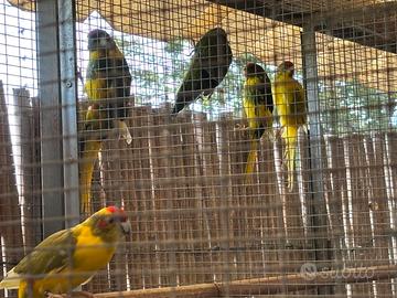 Kakariki è Calopsiti