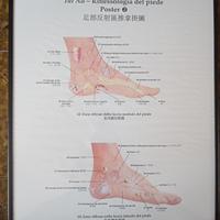  6 Poster incorniciati di Riflessologia 
