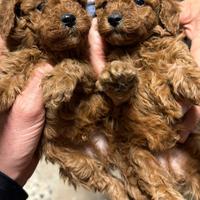 Cuccioli di Barboncino Toy Red Genitori Visibili