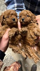 Cuccioli di Barboncino Toy Red Genitori Visibili