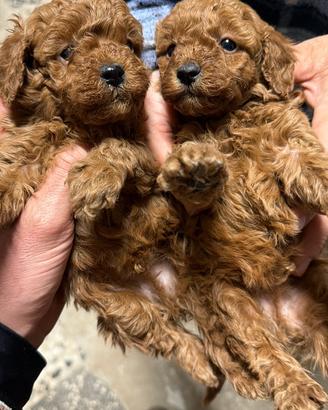 Cuccioli di Barboncino Toy Red Genitori Visibili