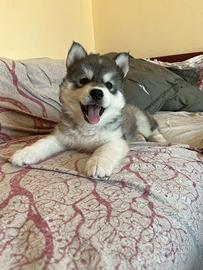 Cucciola di husky