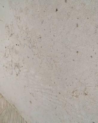 Rivestimento/Piastre in marmo di Trani mai usate