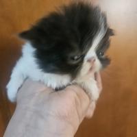 Gatto persiano femmina 2