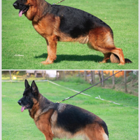 Pastore tedesco pelo lungo