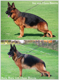 Pastore tedesco pelo lungo