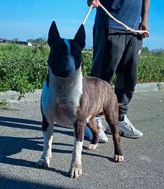 Cucciole di bull terrier standard