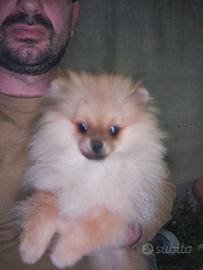 Cucciolo di Pomerania maschio