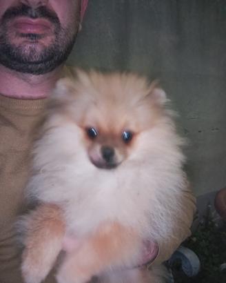 Cucciolo di Pomerania maschio